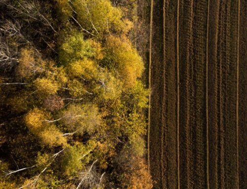 Secteurs agricole et forestier : comment l’Europe entend-elle utiliser ses atouts pour la décarbonation du continent ?