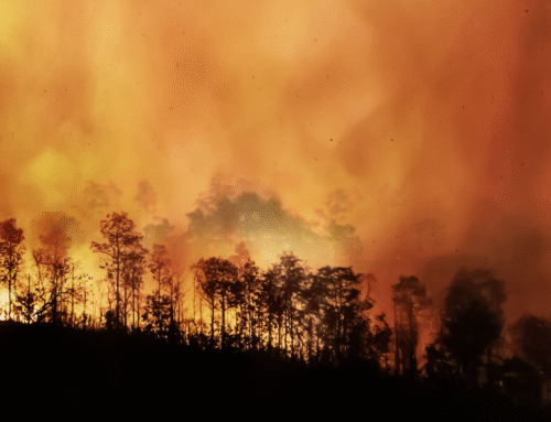 COP 30 2025 au Brésil : Que retenir pour la stratégie climat des entreprises ?