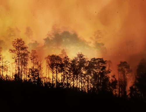 COP 30 in Brazil 2025: What should companies take away for their climate strategy?